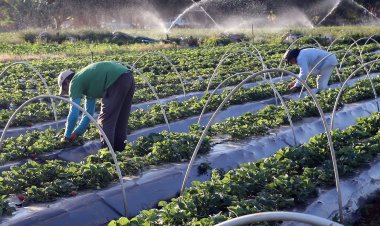 Senado aprova auxílio para agricultores familiares