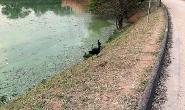 Fotos mostram água esverdeada na Lagoa do Taquaral, em Campinas; prefeitura culpa falta de chuva