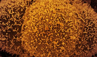 País tem 24.382 novos casos de covid-19 e 44 mortes em 24 horas