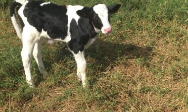 Gado furtado na Fazenda Santa Maria é recuperado e dois homens são presos