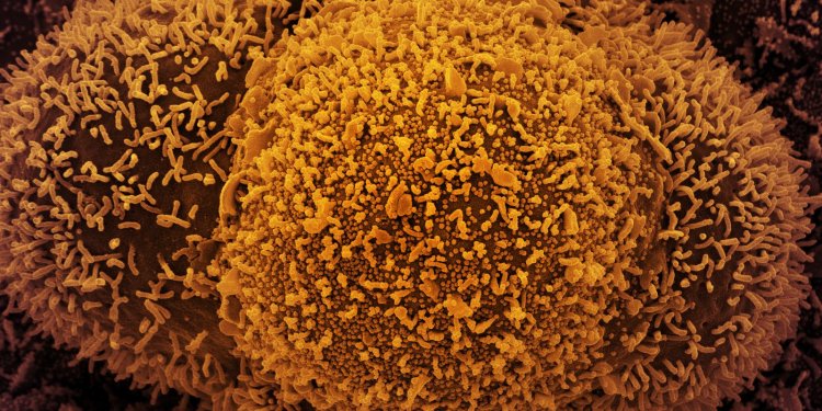 Fiocruz confirma casos da linhagem BA.2 da variante Ômicron