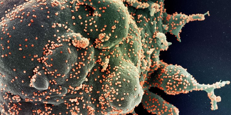 Brasil registra 394 mortes por covid-19 nas últimas 24 horas