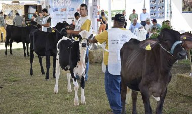 De 18 a 23 de abril Leopoldina sedia Primeira Exposição Regional Girolando Sem Fronteiras