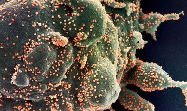 Covid-19: SP tem dois casos identificados da variante Ômicron XQ