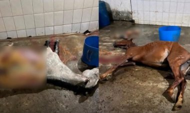 Polícia Civil identifica abatedouro clandestino em Mercês