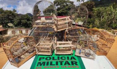 Homem é multado em mais de R$ 22 mil por tráfico de pássaros silvestres em Ervália