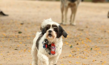 Resolução regulamenta telemedicina veterinária no país