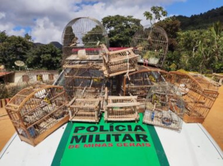Homem é multado em mais de R$ 22 mil por tráfico de pássaros silvestres em Ervália