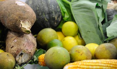 Guia do Ministério da Saúde traz dicas para alimentação de crianças