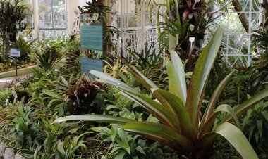 Abertas as inscrições para pós-graduação em fitoterapia pela UFRJ