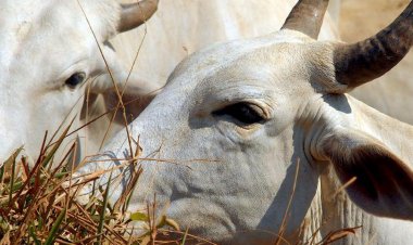 Brasil deve vacinar 161 milhões de bovinos e bubalinos contra aftosa