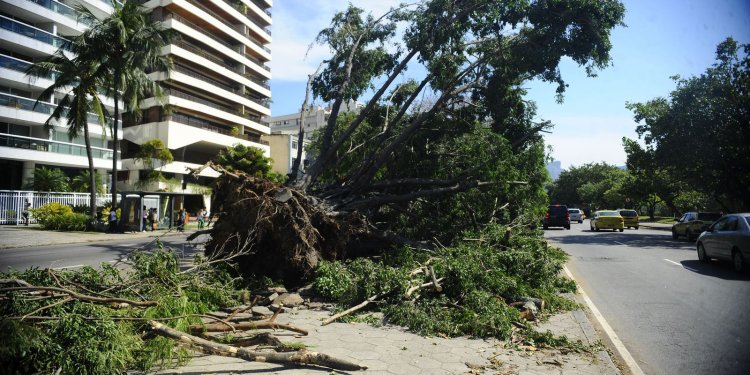 Aprovada proposta que facilita poda de árvores para evitar acidentes