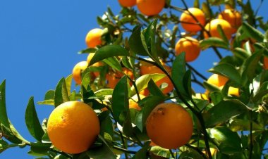 Cartilha da Emater-MG ensina como montar um pomar doméstico