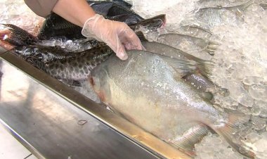 Emater orienta sobre os cuidados ao adquirir peixes para a Semana Santa