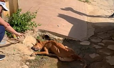 Homem é preso por maus-tratos a cachorro em Miraí