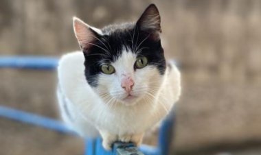 Governo de Minas disponibiliza quatro milhões de doses para vacinação anual antirrábica em cães e gatos