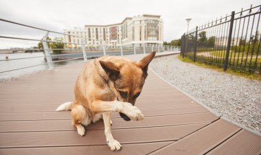 Tribunal de Contas multa Ex-Prefeito por contrato administrativo irregular