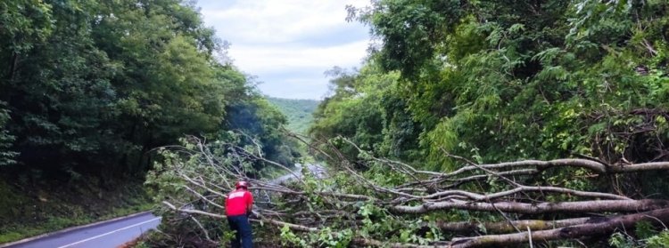 Bombeiros de Minas alertam para riscos de quedas de árvores