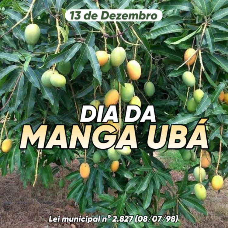 Patrimônio Natural: 13 de dezembro é comemorado o Dia da Manga Ubá