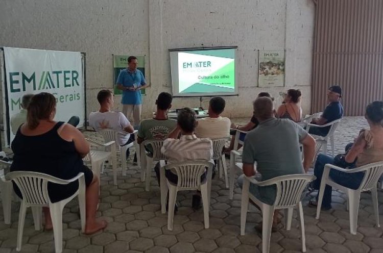 EMATER-MG incentiva produção de alho na Zona da Mata Mineira