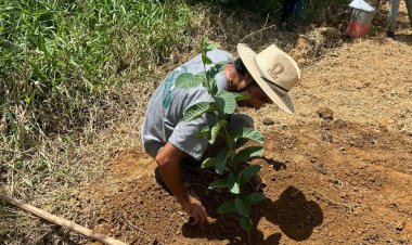 Plantio de árvores frutíferas é realizado em propriedades do PTA