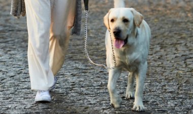 Minas Gerais deu início à campanha anual de vacinação antirrábica