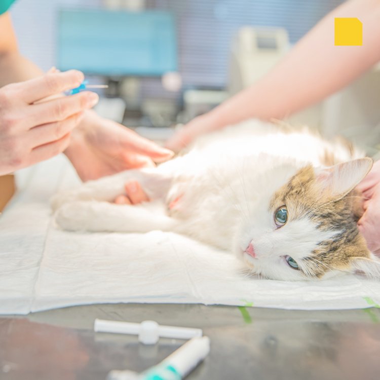 Prefeitura de Ubá oferece castração gratuita para cães e gatos