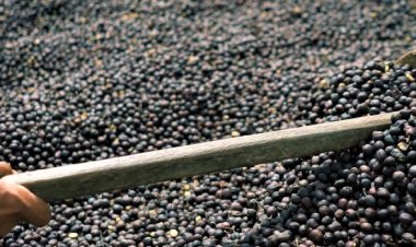 Cafeicultora da Zona da Mata transforma pássaro jacu em um aliado na produção de café