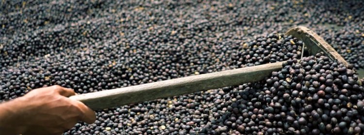 Cafeicultora da Zona da Mata transforma pássaro jacu em um aliado na produção de café
