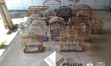 Tocantins: Homem é multado em R$ 60 mil por manter pássaros silvestres em cativeiro