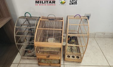 São Geraldo: 13 pássaros silvestres são encontrados em cativeiros e multas somam R$26 mil