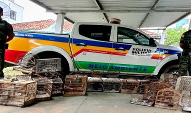 Polícia Militar do Meio Ambiente apreende 27 pássaros silvestres e aplica multa de r$ 50 mil em Viçosa