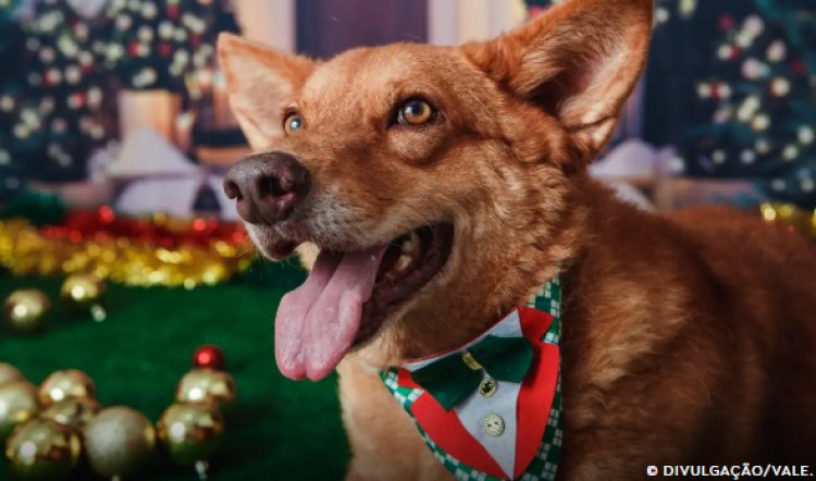 Animais domésticos terão direito a RG com cadastro nacional