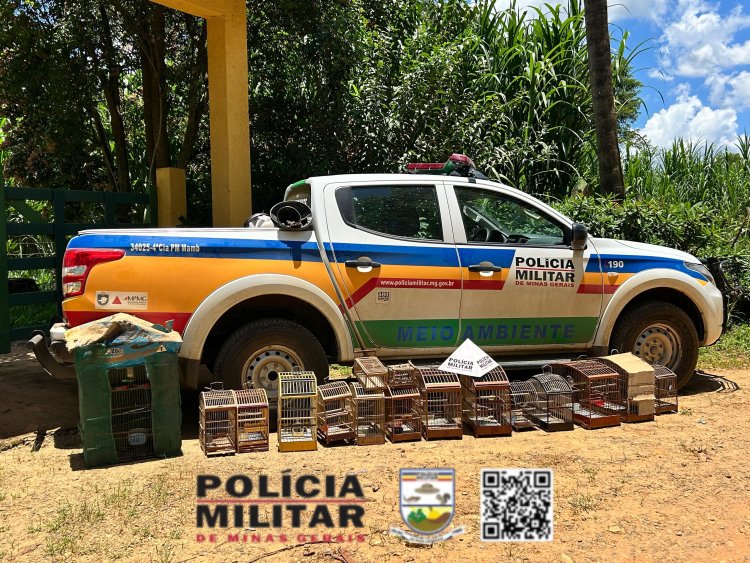 Polícia Militar do Meio Ambiente apreende 13 pássaros silvestres e aplica multa de R$ 32 mil em Teixeiras