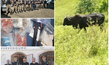 Cerca de 150 cabeças de gado e 700 munições são apreendidas na Zona da Mata